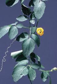 Image result for Momordica boivinii