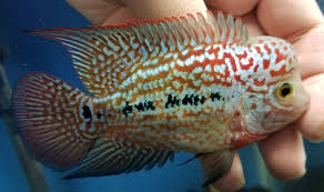 Pin On Flowerhorn Louhan