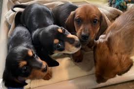 Maybe you would like to learn more about one of these? 38 Fearful Dogs Living In Filthy Conditions Seized From Kamloops Area Property Bc Spca Port Alberni Valley News