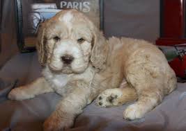 $ 250 clumber spaniel puppies. Clumberdoodle Puppy Fluffy Puppies Cute Fluffy Puppies Puppies
