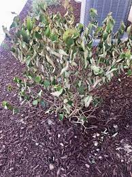 Since there are only a few reasons plants. Newly Planted Viburnum Dying