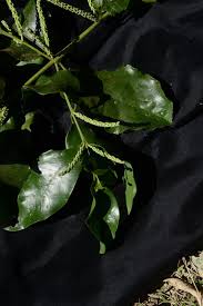 Image result for Helixanthera