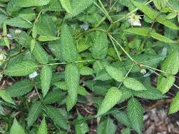 Image result for Rubus runssorensis