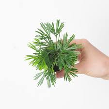 Image result for Actiniopteris