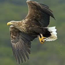 Big Black Bird With White Head And White Tail White Tailed Eagle Wild On The Move In 2020 White Tailed Eagle White Tail Bald Eagle