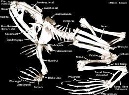 Start studying frog leg muscles. Pin By Chelsey Renee On Biology Atlas Animal Skeletons Frog Skeleton Frog Drawing