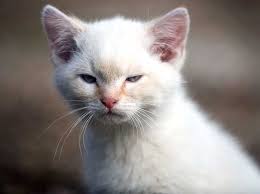 Kedilerde Veba Plague In 2020 Cats Veterinary Plague