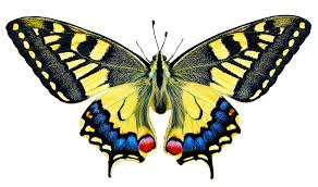 Yellow butterfly clip art clipart images in ai, svg, eps and cdr. Butterfly Clipart