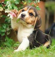 Check spelling or type a new query. Your Beagle Puppy Everything You Need To Know