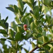 Image result for Carissa tetramera