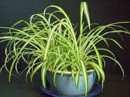 Image result for Chlorophytum minor