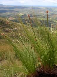 Image result for Bulbostylis megastachys