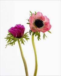Print Of Anemone Coronaria Anemone Anemone Flower Flower Photos Anemone