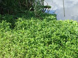 週刊少年ジャンプ 2021年26号 zip 週刊少年ジャンプ 2021年26号 rar 週刊少年ジャンプ 2021年26号 raw 週刊少年ジャンプ 2021年26号 dl 週刊少年ジャンプ 2021年26. ãƒŠã‚¬ã‚¨ãƒ„ãƒ«ãƒŽã‚²ã‚¤ãƒˆã‚¦ å…¬å¼ æ°´å‰å¯ºæ±Ÿæ´¥æ¹–å…¬åœ' ç†Šæœ¬å¸‚ã®å…¬åœ' å…¬å¼ æ°´å‰å¯ºæ±Ÿæ´¥æ¹–å…¬åœ' ç†Šæœ¬å¸‚ã®å…¬åœ'