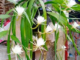 Image result for Oxypetalum