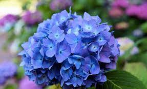 Maybe you would like to learn more about one of these? 10 Best Flowers For Winter Tara S