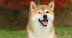 Encuentra toda la información relacionada con criptomonedas y lee sobre dogecoin's últimas noticias. Elon Musk Revierte La Atrevimiento De Entregar Nft Pero No Antano De Establecer Un Precio Autentico De 420 Millones De Dogecoins Noticias Bitcoin Hoy