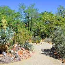 A desert path that wove around the yard with several species of desert plant life was a large desire for these homeowners. 11 Tips For Visiting The Desert Botanical Garden
