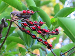 Image result for Eriosema monticola