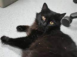 Outreach I Am Available For Adoption At The Cascade Station Petsmart On 9721 Ne Cascades Pkwy In Portland Come Meet Me D Cat Adoption Buy A Cat Cat Training