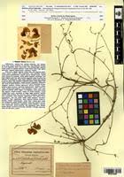 Image result for Dolichos kilimandscharicus