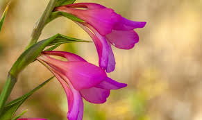 Check spelling or type a new query. 6 Best Bulbs For Southern Gardens Zones 7 10 My Garden Life