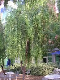 Depending on willow acacia, the plant grows between 10 and 65 ft. Find Trees Learn University Of Arizona Campus Arboretum