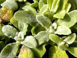 Image result for Stachys