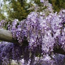 Chinesischer Blauregen Blutentraum In Blau Pflanzen Blauregen Wisteria Sinensis