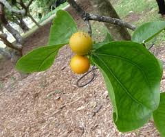 Image result for Tannodia swynnertonii