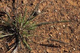 Image result for Aristida adscensionis