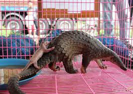 Feel free to post pictures and. Global Lockdowns Spur Worrying Uptick In Wildlife Poaching Daily Sabah