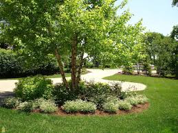 River Birch Trees For Sale Near Me River Birch Tree In 2020 Birch Trees Landscaping River Birch Trees River Birch Landscaping