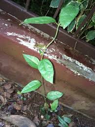 Image result for Tiliacora funifera