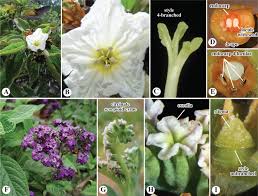 Image result for Cordia sp.A.
