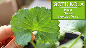 The cindy margurita strawberry and basal. Gotu Kola Benefits For The Brain The Nerves And V In Optimum Health Hygiene Nutrition Physical Fitness Recreation Cognition Scoop It