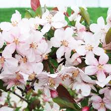 As this is a deciduous weeping tree, the needles turn golden yellow in the fall before shedding. Best Crabapples For Your Yard Crabapple Tree Pink Flowering Trees Flowering Crabapple