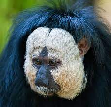 Exotische Tiere Duda News
