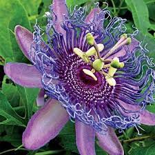 Maypop Passion Flowers From Spring Hill Purple Passion Flower Passion Flower Flowering Vines