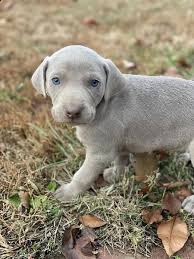 Ha un tronco compatto e robusto, con un collo muscoloso e la testa grande. Regalo Weimaraner Da Privato A Milano Cucciolo Weimaraner Pelo Grigio Argento Occhi Azzurri