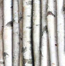 Using birch logs and branches around the home for decorative purposes is a fresh way to add nature to your indoor space. White Birch Poles Birch Branches Birch Logs Birch Tree