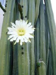 Everything i've come across online today is quite complicated and calls for 3 x acid cooks. 16 Best Echinopsis Pachanoi Ideas San Pedro Cacti San Pedro Cactus