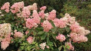 Maybe you would like to learn more about one of these? Rispenhortensie Die 10 Besten Pflege Und Pflanztipps