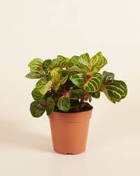 Image result for Iresine herbstii