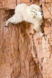 Mission Impossible Theme Goats Like To Climb Or So I Hear Animal Captions Funny Animals Animals