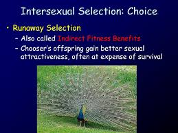 Intersexual selection is selection between the two sexes. Ppt Males And Females Often Look Different Powerpoint Presentation Free Download Id 6701776