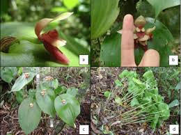 Image result for Platycoryne mediocris