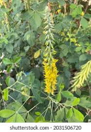 Image result for Eriosema nutans