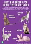 The Best Cat Breeds for People with Allergies