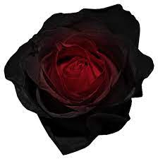 Red E Black Rose Png Imagem Black Rose Fade To Black Rose